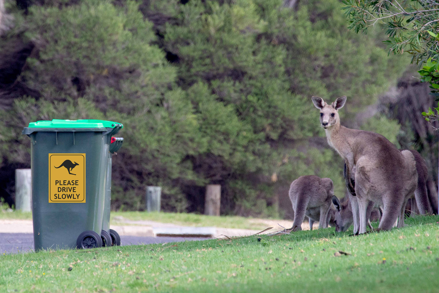 Kangaroo Please Drive Slowly Sign