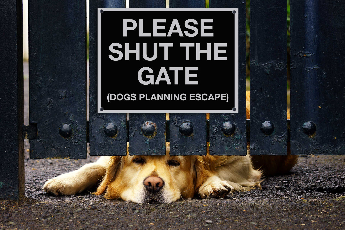 Please Shut The Gate Dogs Planning Escape Sign