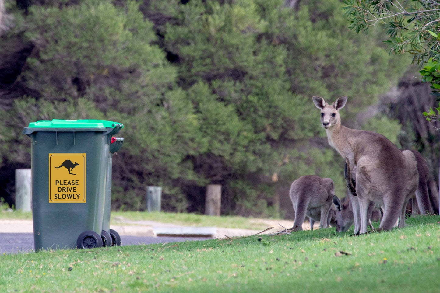 Kangaroo Please Drive Slowly Sign - New Signs