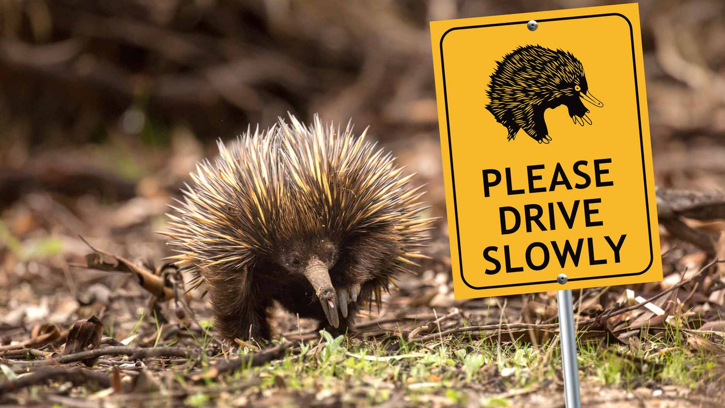 Echidna Please Drive Slowly Sign