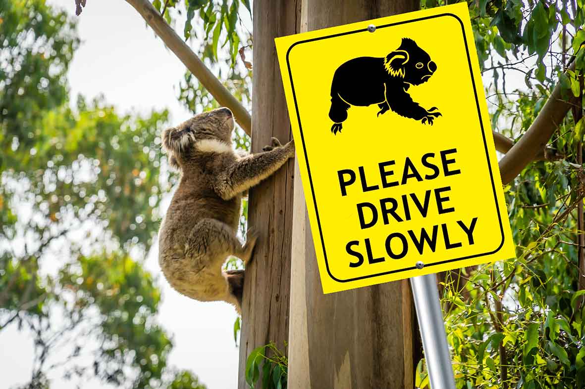Koala Please Drive Slowly Bright Yellow Sign