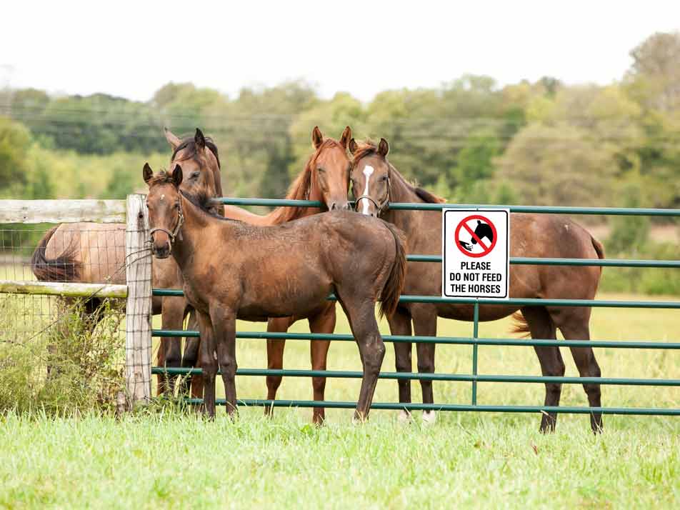 Please Do Not Feed the Horses Symbol Sign