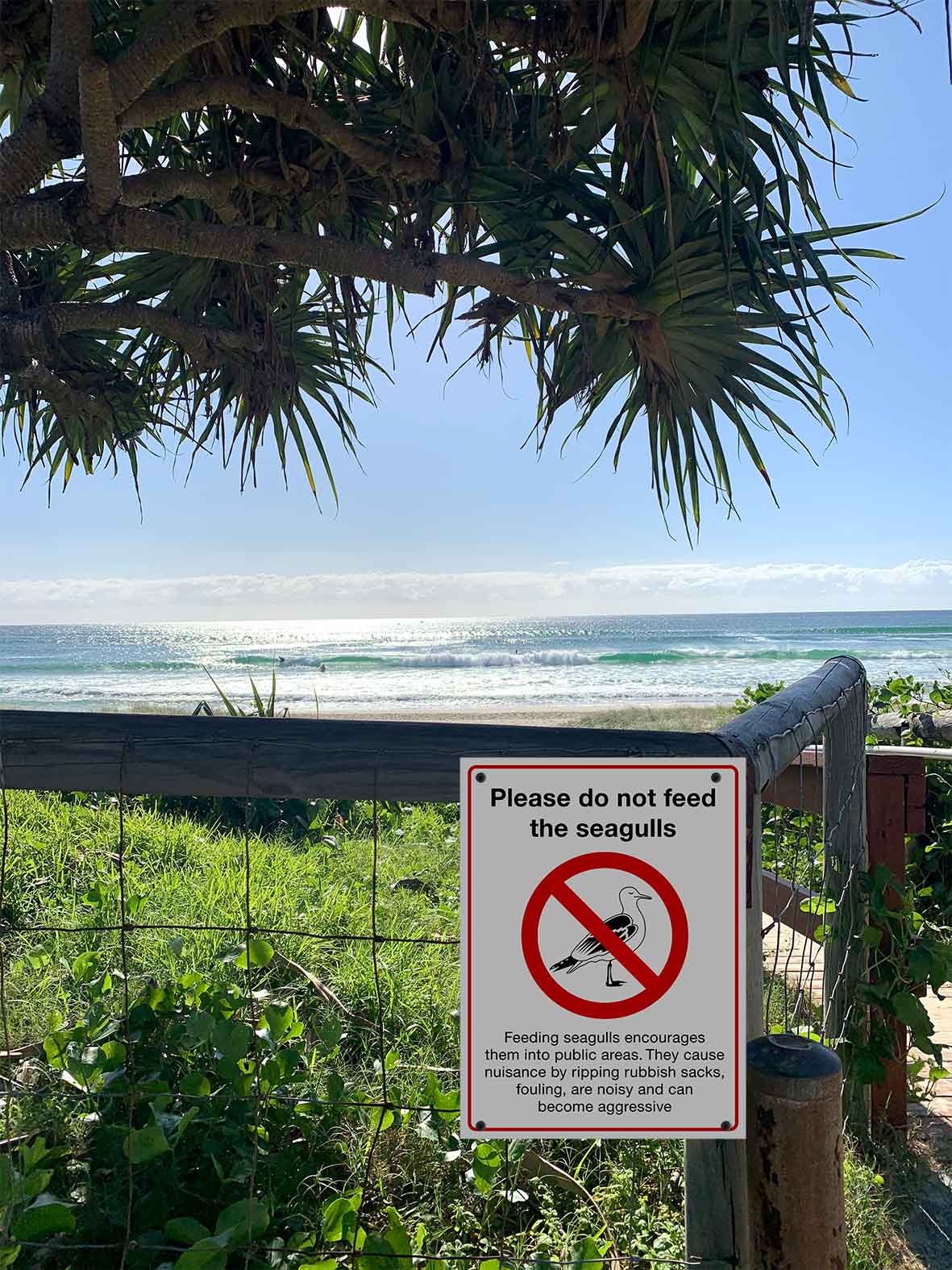 Please Do Not Feed the Seagulls Sign