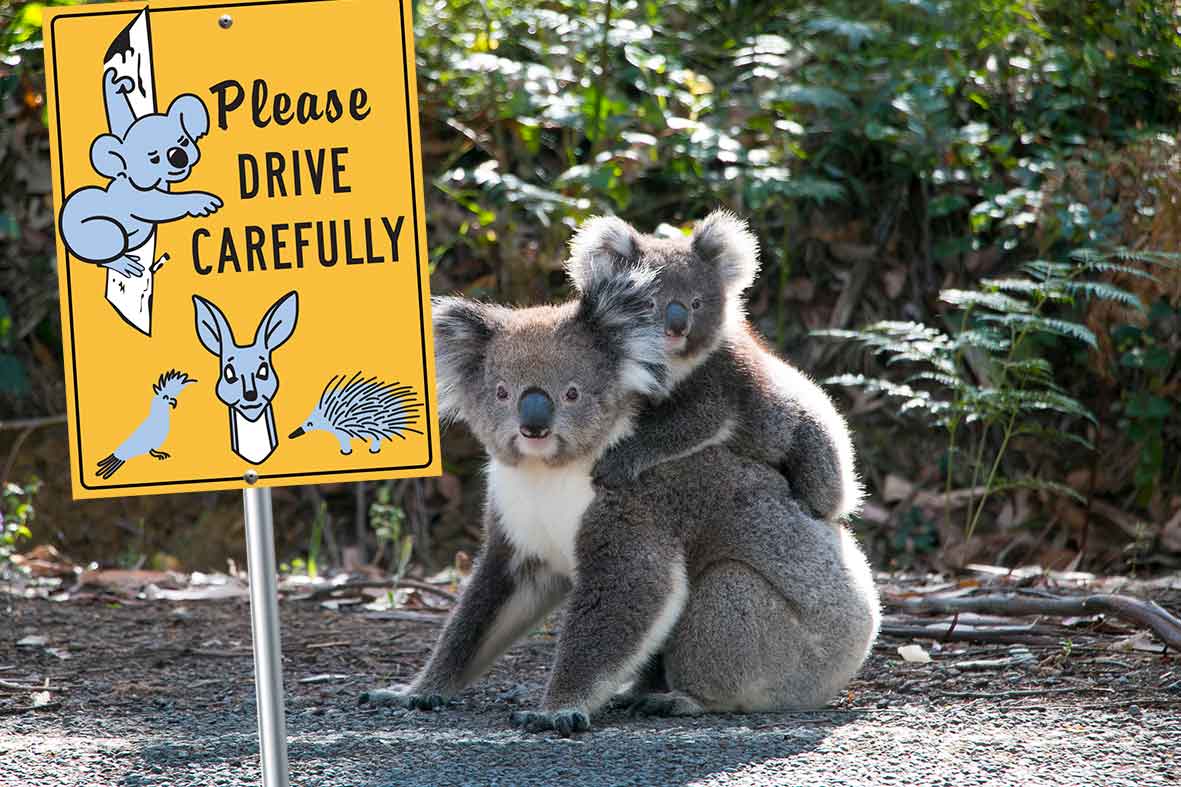 Please Drive Carefully Wildlife Sign