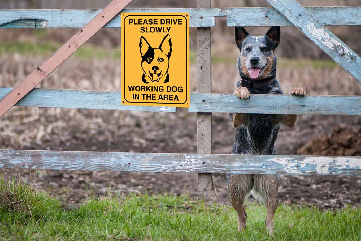 Please Drive Slowly Working Dog in This Area Sign