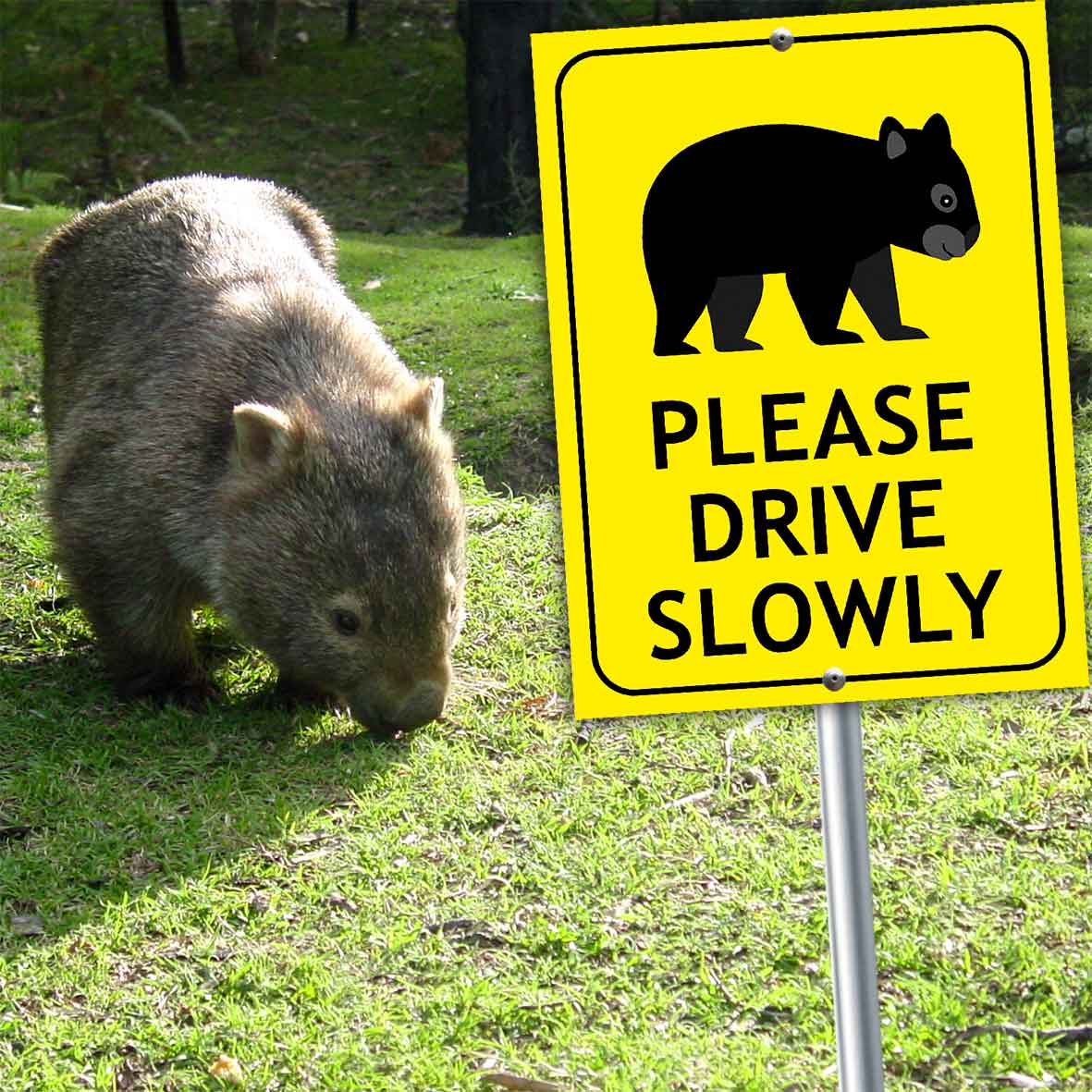 Wombat Cute Please Drive Slowly Bright Yellow Sign