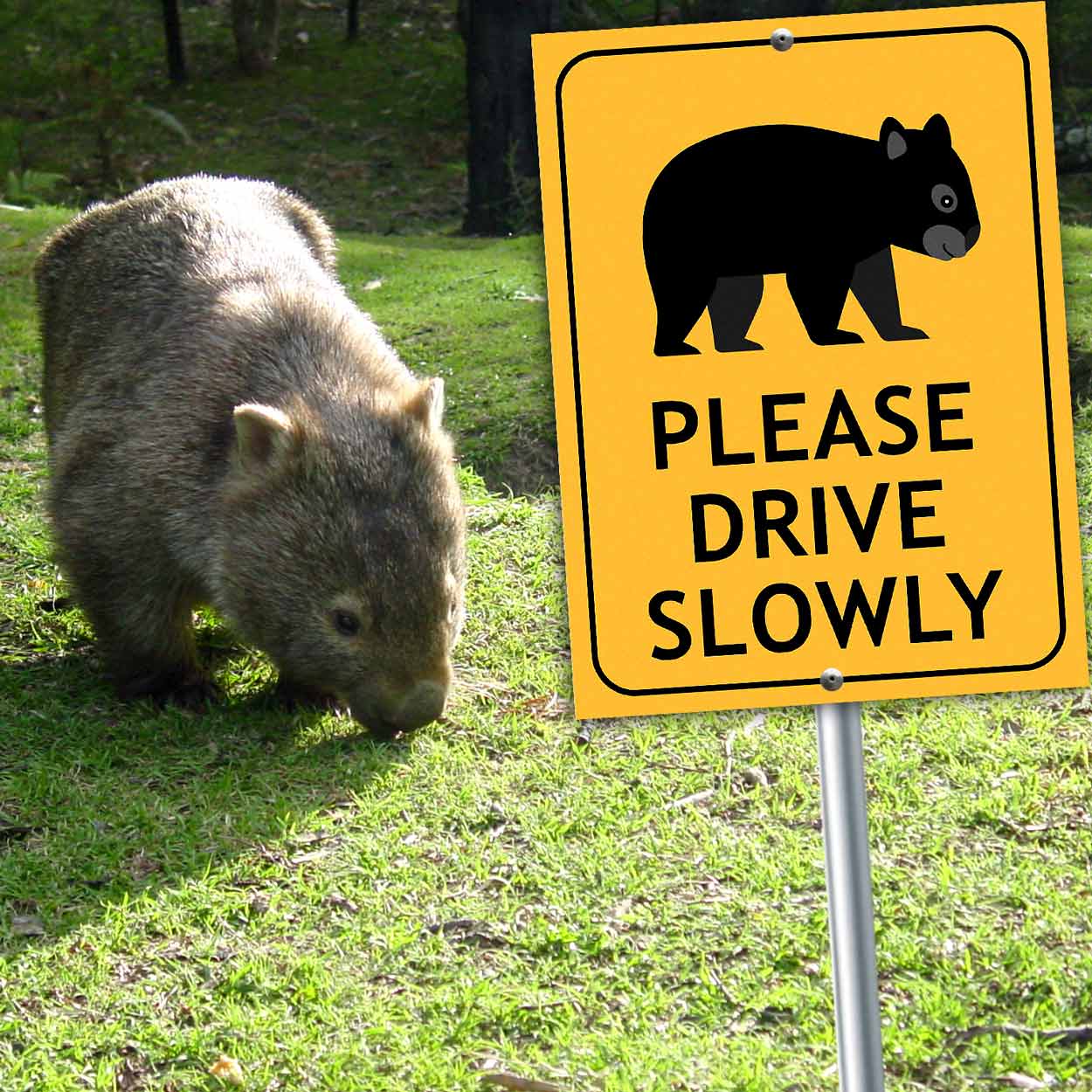 Wombat Cute Please Drive Slowly Sign
