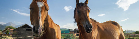 Slow Down, Horses Ahead: Why Horse Signs Matter - New Signs