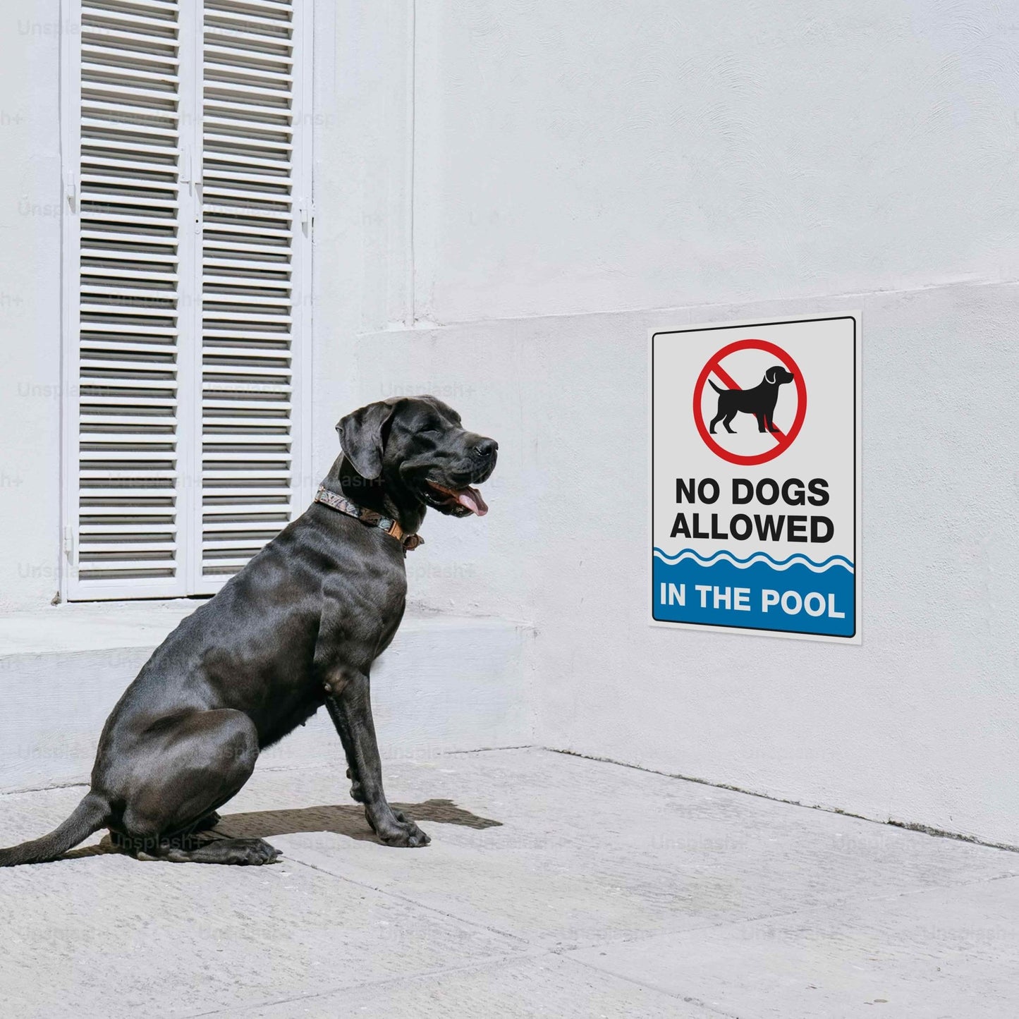 No Dogs Allowed In The Pool Sign - New Signs