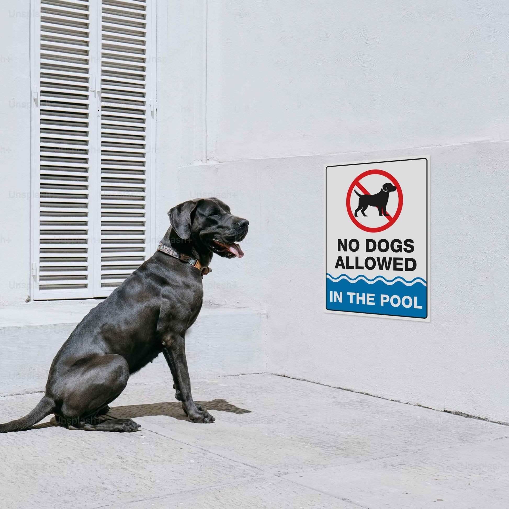 No Dogs Allowed In The Pool Sign - New Signs