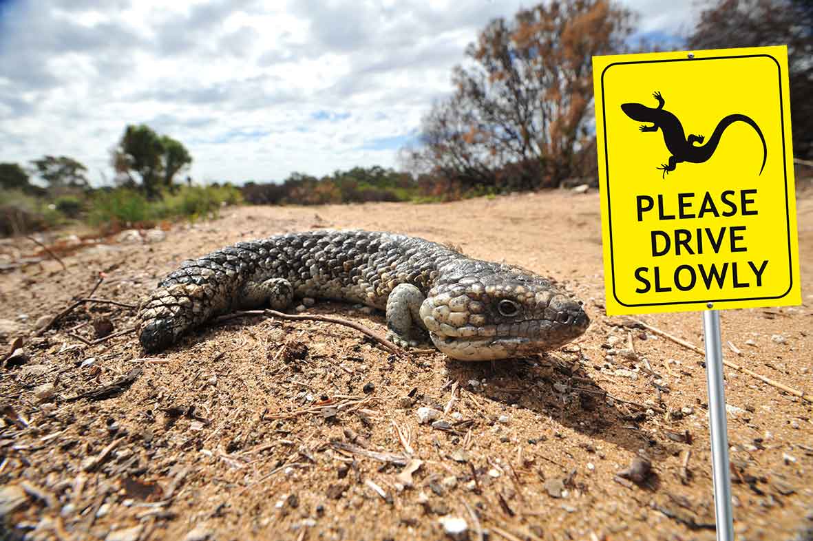 Lizard Please Drive Slowly Bright Yellow Sign