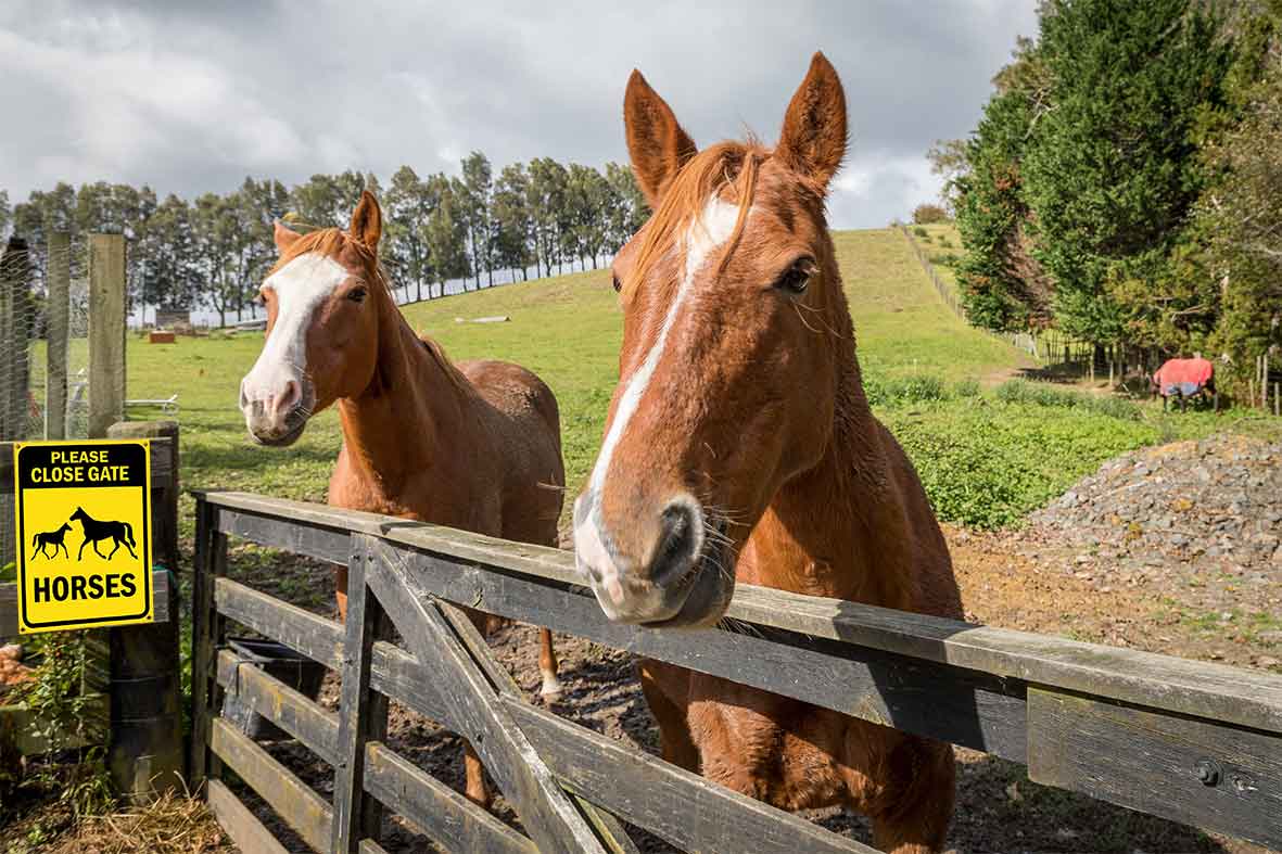 Please Close Gate Horses Bright Yellow Sign