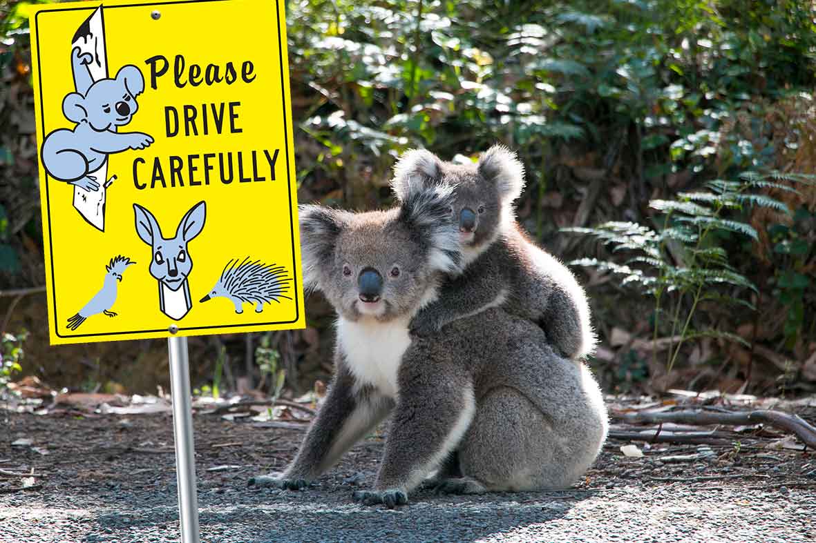 Please Drive Carefully Wildlife Bright Yellow Sign