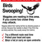 Warning Birds Swooping Sign