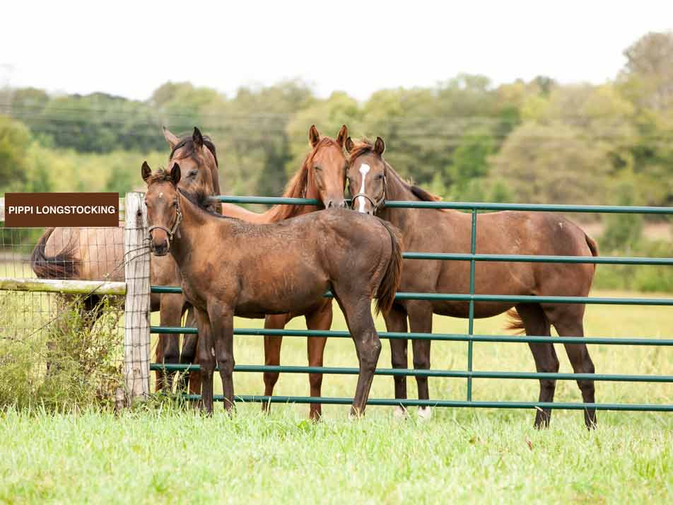 Custom Name Sign - New Signs