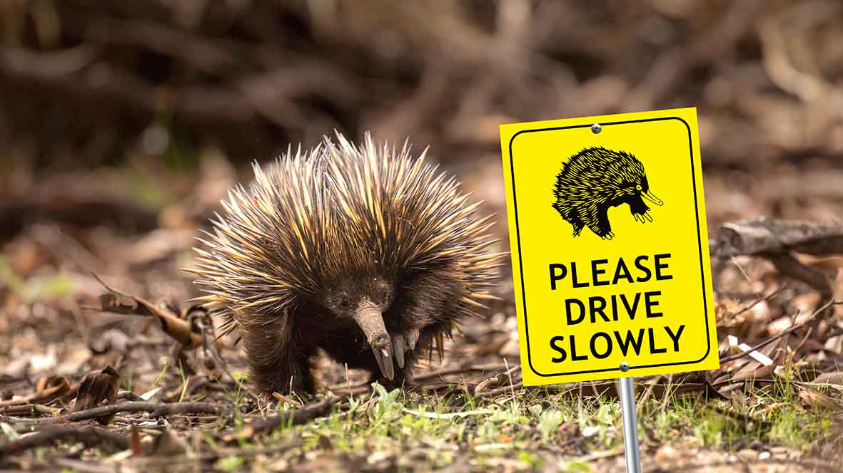 Echidna Please Drive Slowly Bright Yellow Sign - New Signs