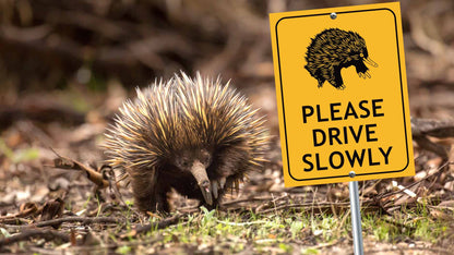 Echidna Please Drive Slowly Sign - New Signs