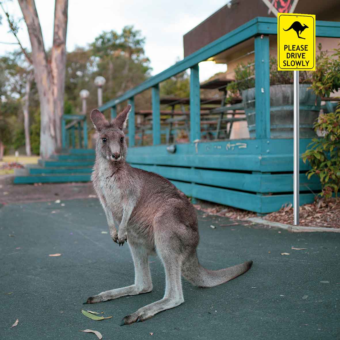 Kangaroo Please Drive Slowly Bright Yellow Sign - New Signs