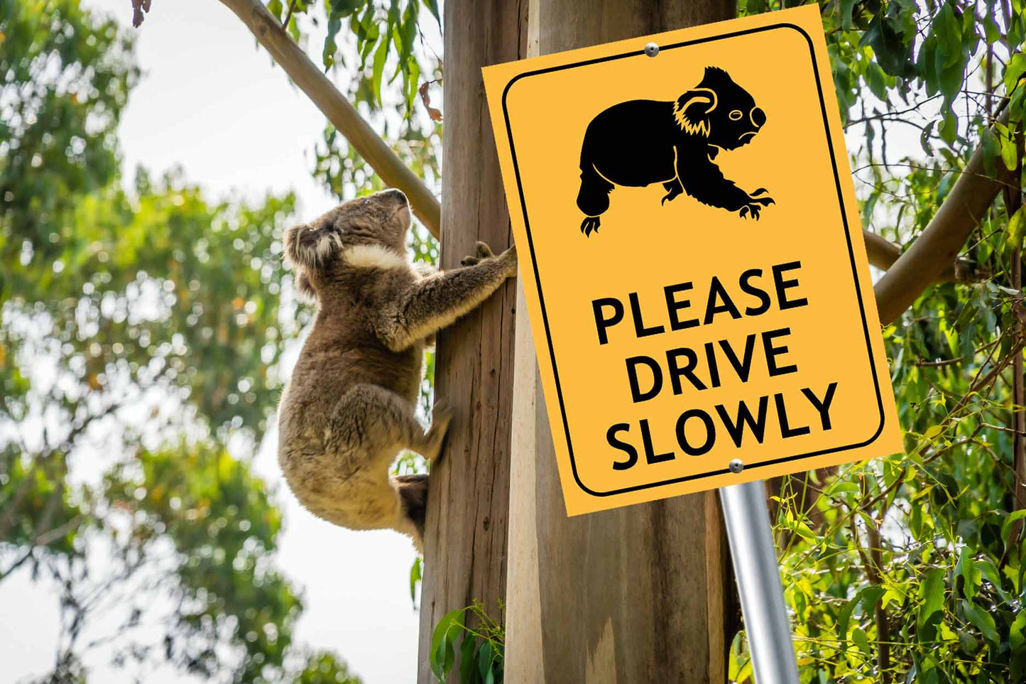 Koala Please Drive Slowly Sign - New Signs