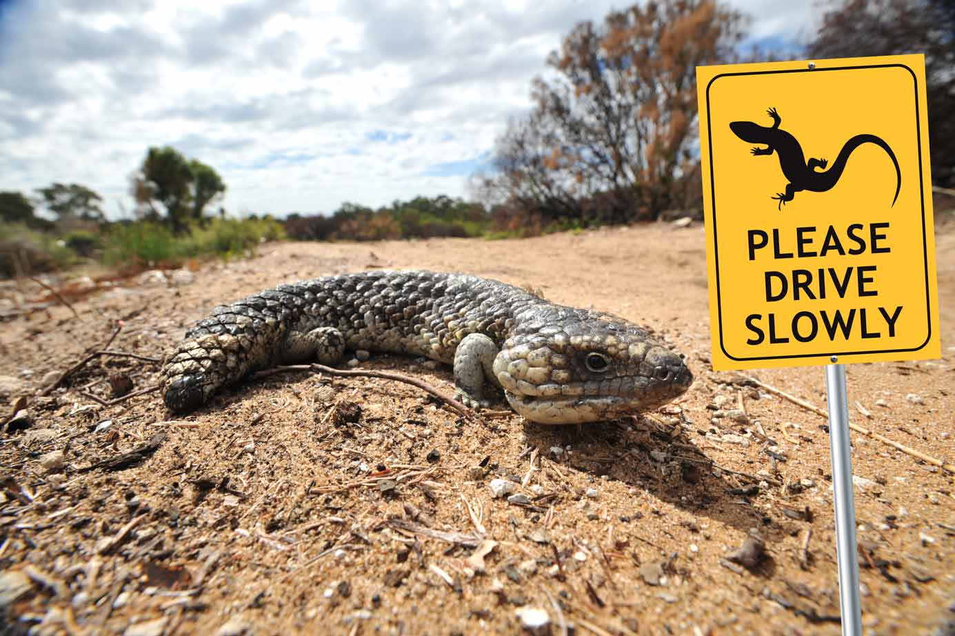 Lizard Please Drive Slowly Sign - New Signs
